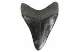 Fossil Megalodon Tooth - South Carolina #135449-2